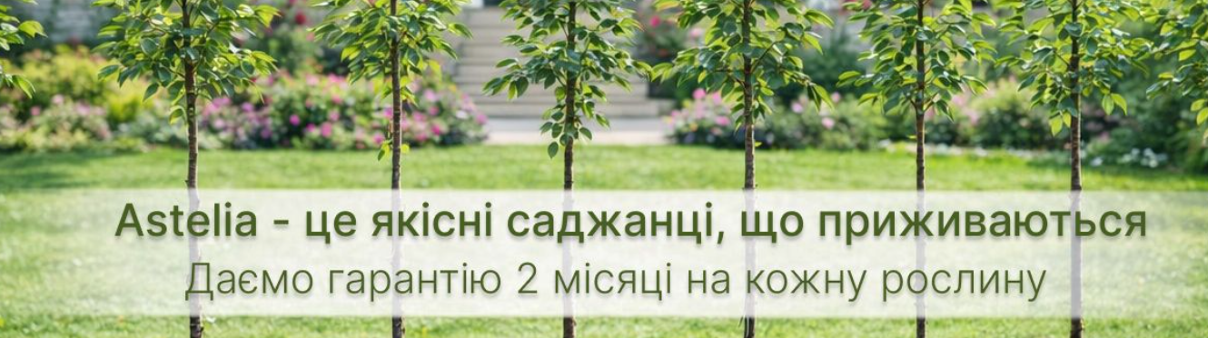 Астелія